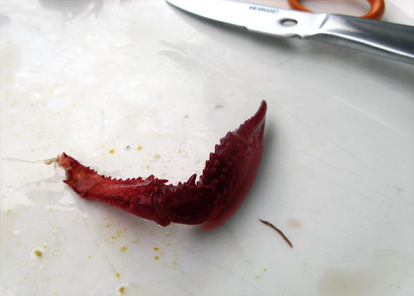 Ravun saksen syöminen